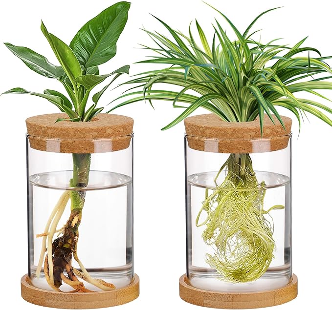 Biggun Plants Propagation Station - 2Pcs Desktop Plant Terrarium Glass Hydroponic Vases, Water Plant Jars, Gardening Gifts for Women Mom Plant Lovers (Thick Straight Shape, Separated Tray Style)