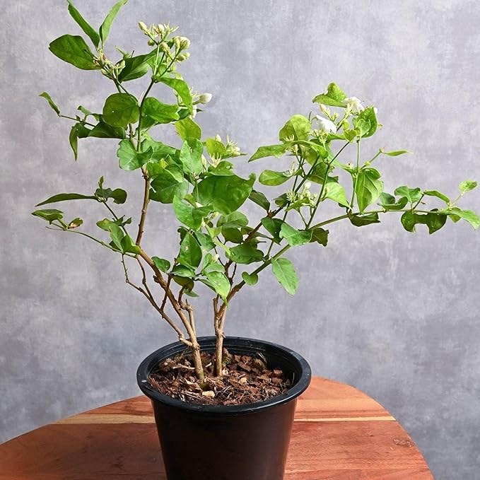 Arabian Jasmine (Jasminum Sambac) - Live, Fragrant, Blooming, Indoor/Outdoor Decorative Plant (2 Arab jas sacs)