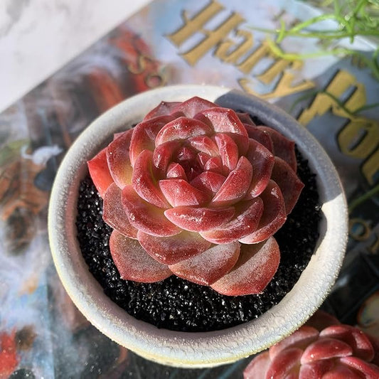 Echeveria Snow Lotus Rare Live Succulent Plants, 1 Head 2.5" Bare Root Without Pot & Soil, Garden Indoor Office Desk Baby Shower Decoration, Friend Plant Lovers Gifts