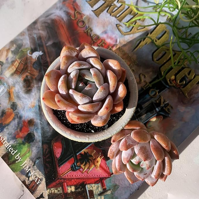 Echeveria Sang-A Rare Live Succulent Plants, 1 Head 2.2" Bare Root Without Pot & Soil, Garden Indoor Office Desk Baby Shower Decoration, Friend Plant Lovers Gifts