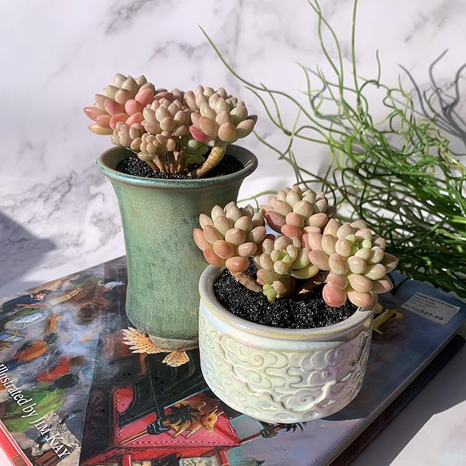 Sedum Caviar Rare Live Succulent Plants, Cluster 3.5" Bare Root Without Pot & Soil, Garden Indoor Office Desk Baby Shower Decoration, Friend Plant Lovers Gifts