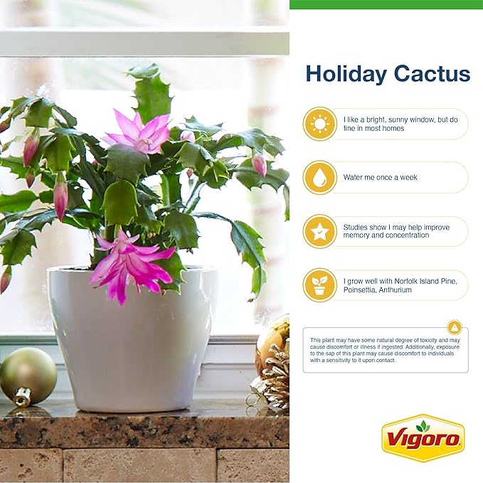 Costa Farms Christmas Cactus, 2-Pack, Fully Rooted Zygo, Live Indoor Holiday, Thanksgiving, Christmas Decoration, Room Decor, 7-Inches Tall