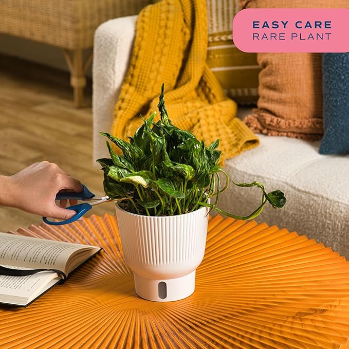 Costa Farms Shangri-La Pothos Live Plant in Self Watering Pot, Air Purifying Indoor Houseplant, Perfect for Home, Room, or Office Decor, Great House Warming or Birthday Gift, 12-22 Inches Tall