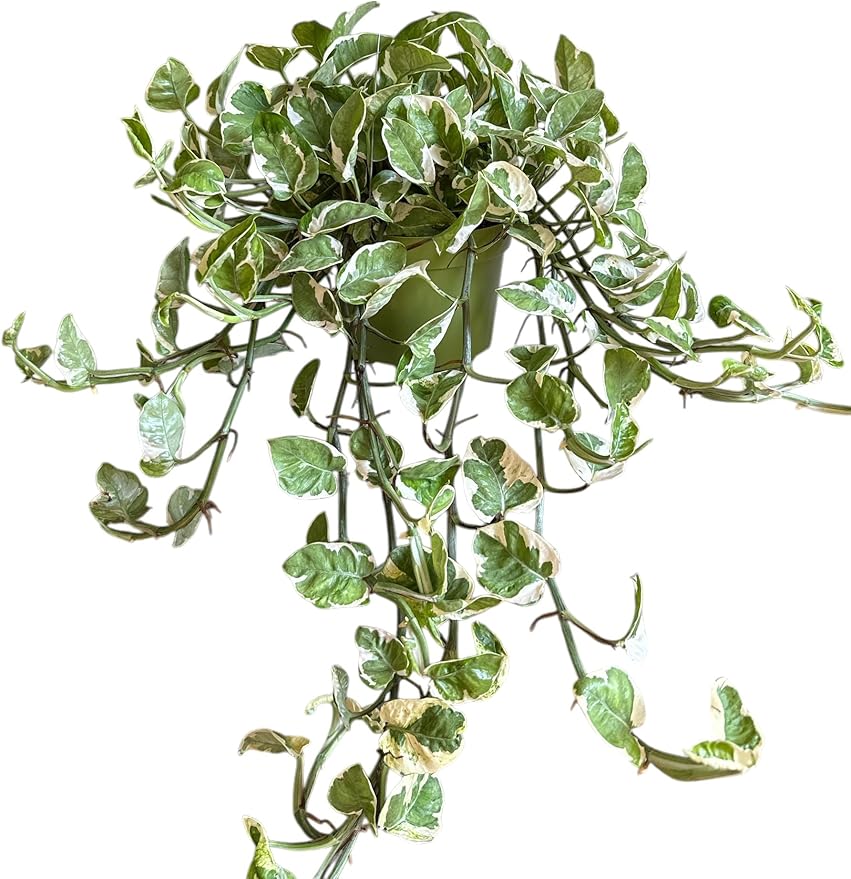 N-Joy Pothos Live Plant, 6 Inch Hanging Basket, Long Trailing Vines, Indoor Decorative Houseplant