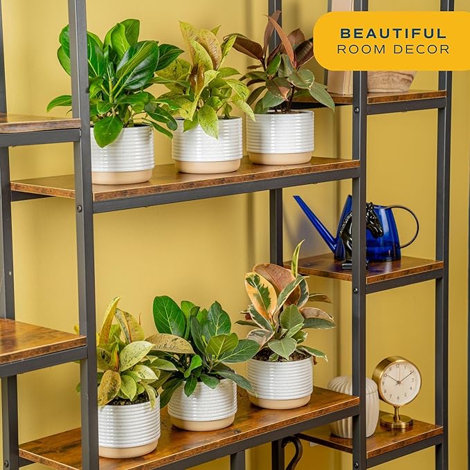 Costa Farms Ficus Audrey Live Plant | 1-2 Feet Tall Indoor Houseplant in 6-Inch Minimal Decor Pot | Easy to Grow, Air Purifying | Room, Office, and Home Decor