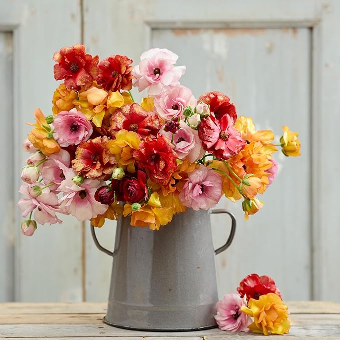 Eden Brothers Butterfly Ranunculus Bulbs - Bright Mix