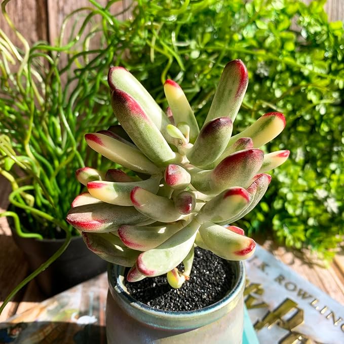 Cotyledon Orbiculata cv. Long Leaf Variegated Rare Live Succulent Plants, 3", Bare Root Without Pot & Soil, Garden Indoor Office Desk Baby Shower Decoration, Friend Plant Lovers Gifts