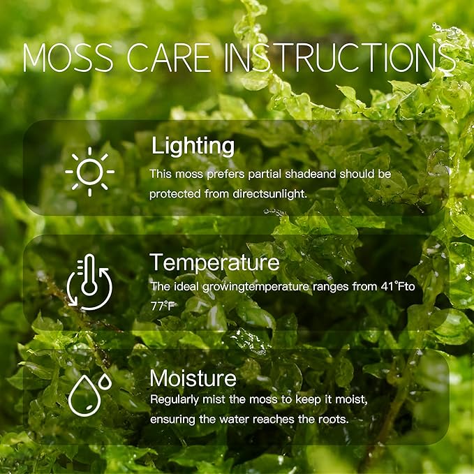 Live Moss – Hypnum Moss (3 Sheets, Each Approx. 3.5"x7") for Terrariums, Fairy Gardens, Bonsai & Natural Plant Decor – Naturally Grown, Reusable, Not Artificial