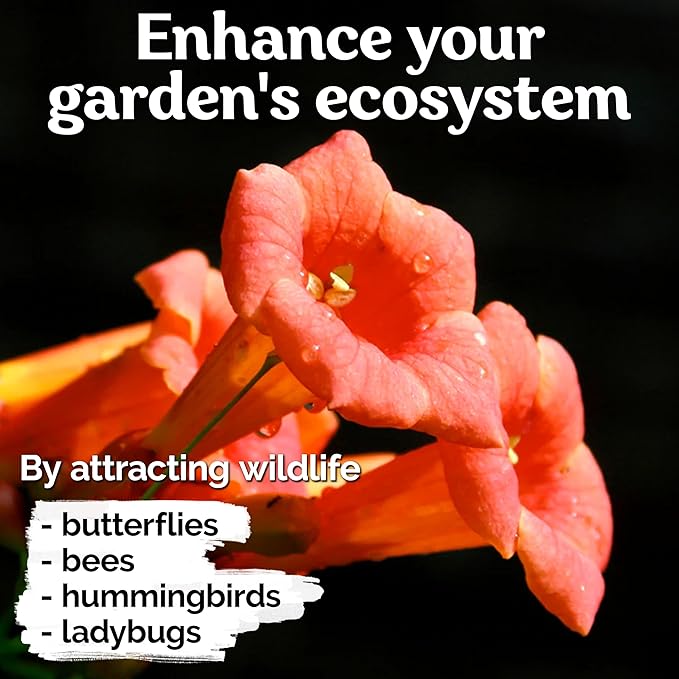 KVITER 100 Red Trumpet Vine Seeds for Planting (Campsis Radicans) – Trumpet Creeper, Organic & Heirloom Hummingbird Vine – Perennial Flower Seeds to Plant Outside – Fences, Trellises & Outdoor Garden