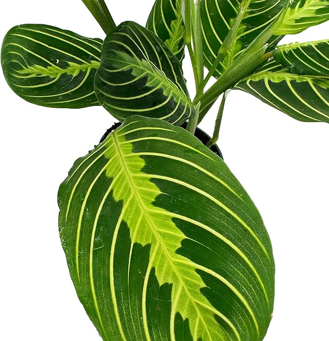 Live Lemon-Lime Prayer Plant - ‘Lemon-Lime Maranta’ Maranta leuconeura - ragnaroc Tropical Plant 7-12” Tall - 1ct - Live Arrival Guaranteed - House Plants for Home Decor & Gift