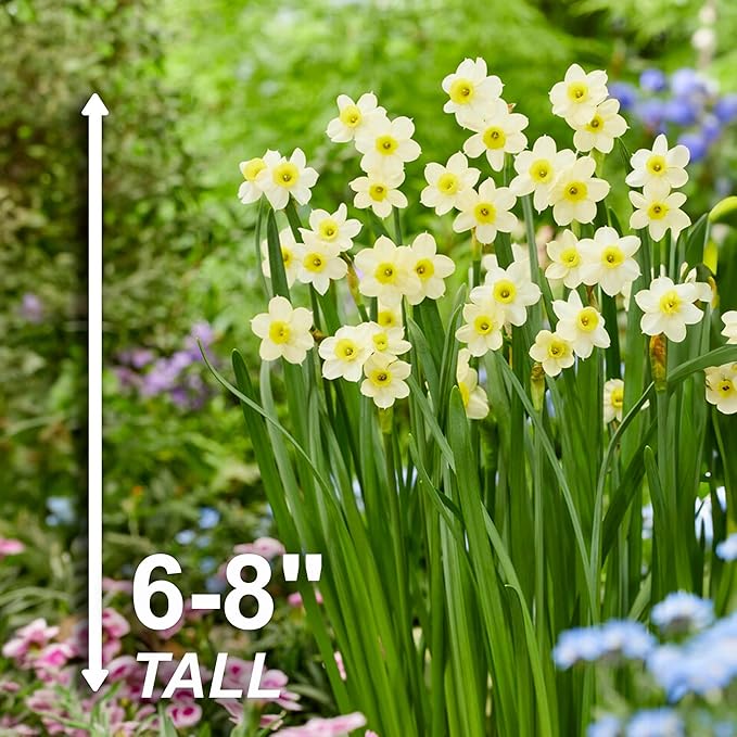 Garden State Bulb Narcissus Tazetta Minnow Daffodil Flower Bulbs, 12/14cm, Fall Planting (Bag of 50)