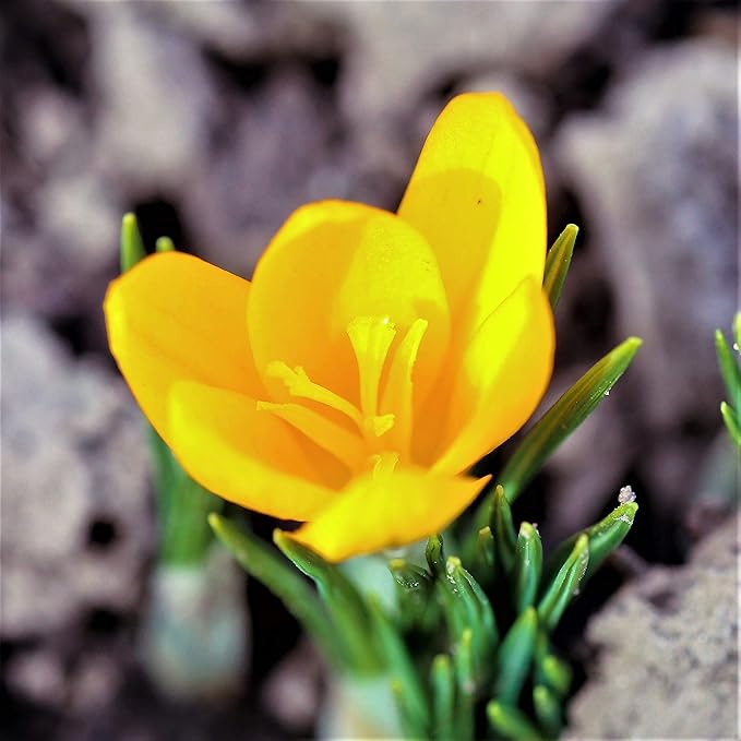 Easy to Grow Crocus Goldilocks 20 Plant Bulbs - Golden Yellow Flowers in Late Winter to Spring, Full Sun Outdoor Zones 3-8