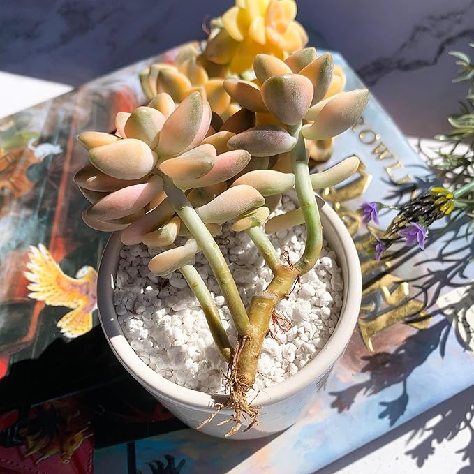Graptoveria Paraguayense Bernalense Variegated Rare Live Succulent Plants, Cluster 3" Bare Root Without Pot & Soil, Garden Indoor Office Desk Baby Shower Decoration, Plant Lovers Gifts