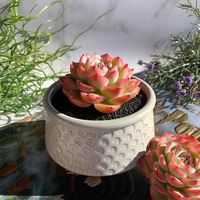 Echeveria Silhouette Rare Live Succulent Plants, 1 Head 3.5" Bare Root Without Pot & Soil, Garden Indoor Office Desk Baby Shower Decoration, Friend Plant Lovers Gifts