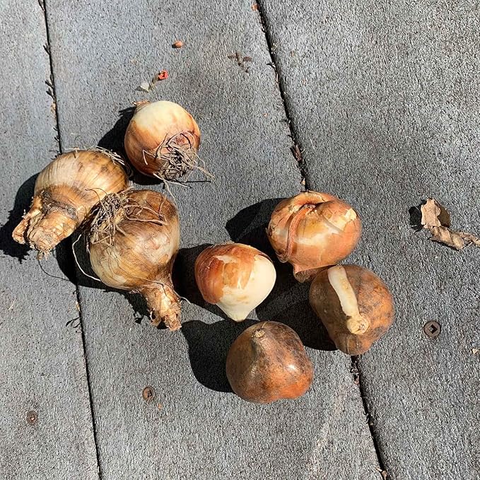 Eden Brothers Tulip & Daffodil Popping Up Peach