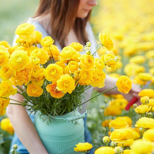 Eden Brothers Ranunculus Bulbs - Yellow