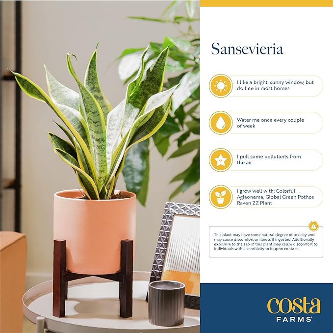 Costa Farms Snake, Sansevieria Mother-In-Law's Tongue in Mid-Century Modern Planter Stand Fits on Floor/Tabletops, Live Indoor Plant, 12-Inch Tall, Grower's Choice