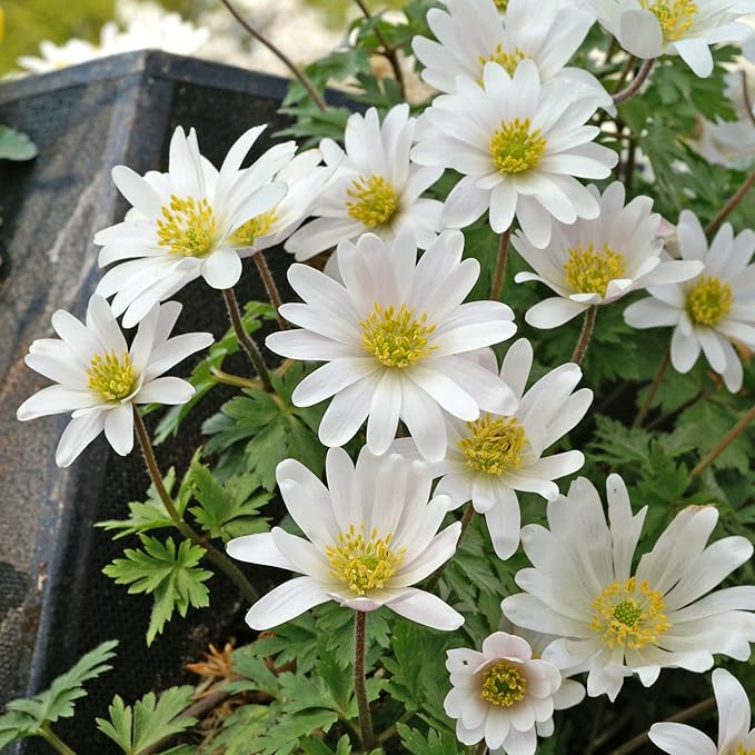 Easy to Grow Anemone Blanda 'White' Plant Bulbs (20 Pack) - White Flowering Blooms in Spring or Fall Gardens