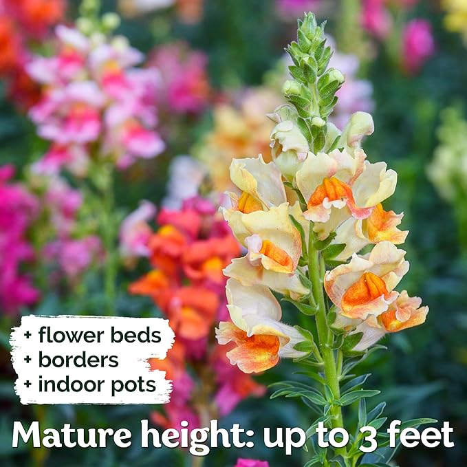 KVITER 1,500 Tetra Mix Snapdragon seeds (Antirrhinum Majus) – Heirloom & Organic Tall Snap Dragon Mix, Annual Flower Garden seeds, Cut Flower Seeds for Planting – Ideal for Outdoor Garden & Containers
