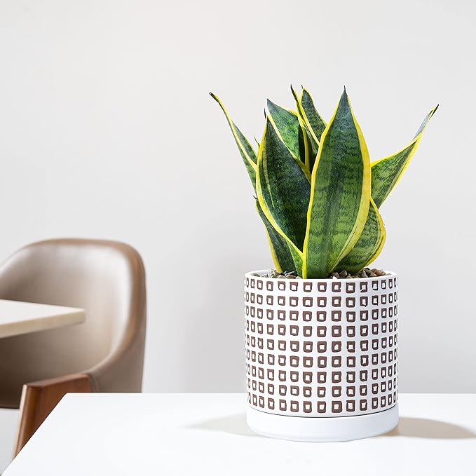 D'vine Dev Set of 2 Ceramic Planter Pots with Drainage Hole and Saucer, 4.5 Inch 6 Inch Plant Pots for Plants Indoor Houseplants, White, 99-A-1