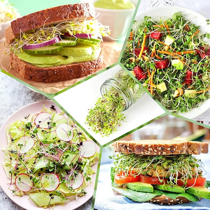 Seed Sprouting Kit, 2 Large Wide Mouth Mason Jars with Sprout Lids, Blackout Sleeves, Drain Tray, Stainless Steel Stand, Sprouts Growing Kit for Bean, Broccoli, Alfalfa (Yellow+Green)