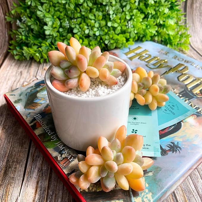 xPachyveria Elaine Rare Live Succulent Plants, 2-3 Heads 2.7" Orange, Bare Root Without Pot & Soil, Garden Indoor Office Desk Baby Shower Decoration, Friend Plant Lovers Gifts