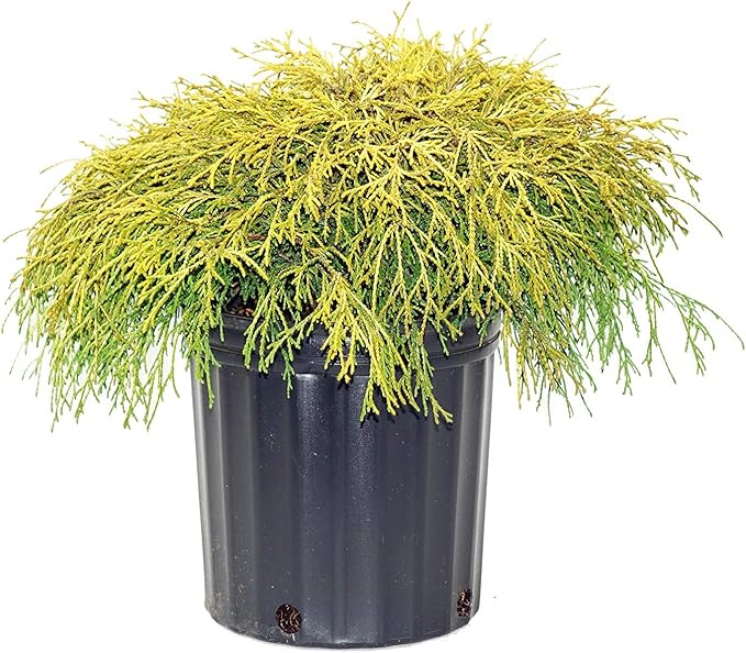 Gold Mop Weeping Threadleaf Cypress - Live Plant - 3 Gallon Pot