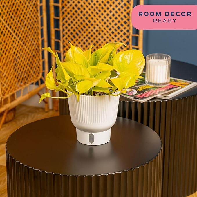 Costa Farms Champs Elysses Pothos Live Plant in Self Watering Pot, Indoor Houseplant, Trailing Vining, Perfect for Home, Room, or Office Decor, Great House Warming or Birthday Gift, 12-14 Inches Tall