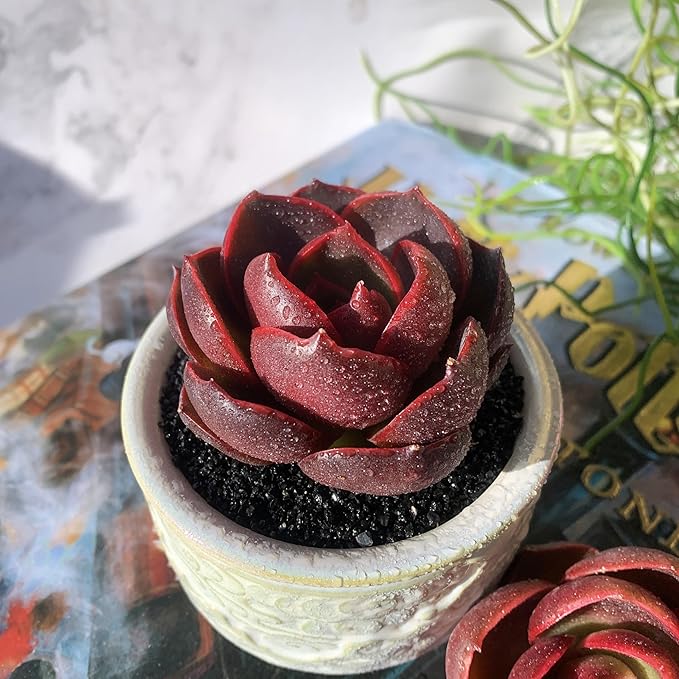 Echeveria Red Lantern Rare Live Succulent Plants, 1 Head 3.6" Red, Bare Root Without Pot & Soil, Garden Indoor Office Desk Baby Shower Decoration, Friend Plant Lovers Gifts