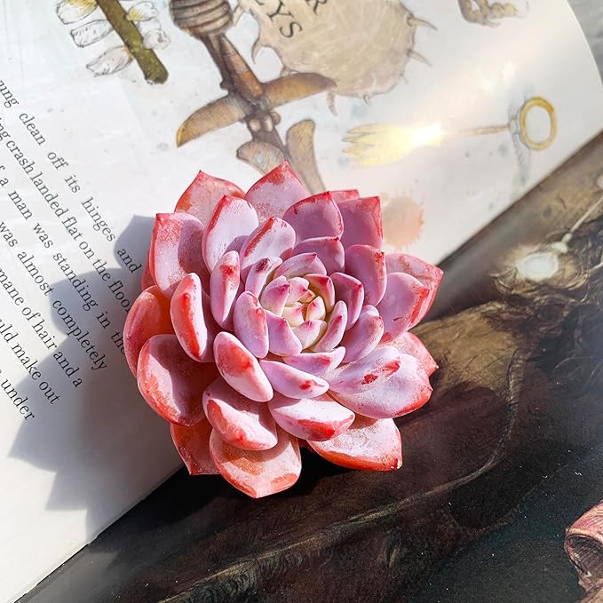 Generic Echeveria Pink Peony Rare Live Succulent Plants, 1 Head 3"" Red, Bare Root Without Pot & Soil, 1/3/7 Pcs, Garden Indoor Office Desk Baby Shower Decoration, Friend Plant Lovers Gifts