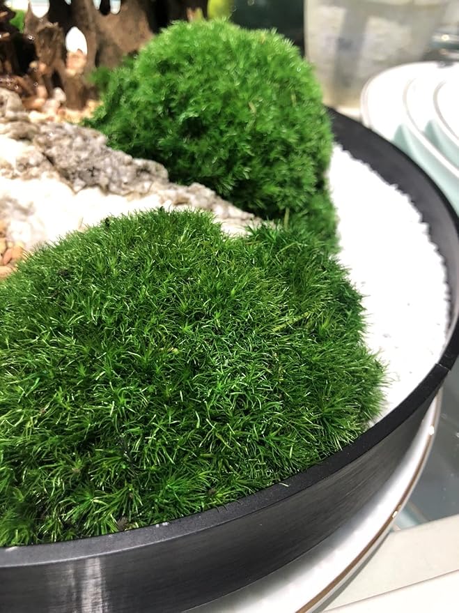 Preserved Pole Moss Pillow Bun Cushion Natural Green Decorative Real Natural DIY Kit Gardenning Art Wall Decor Florist Easter Table Decor Wedding(1.5 sq.ft, Green-C)