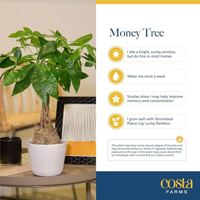 Costa Farms Money Tree Live Plant | 8-10 Inches Tall | Easy to Grow Indoor Houseplant in 2.5 Inch Plant Pot | Live Bonsai Home, Office, or Room Decor | Garden, Birthday, and Housewarming Gift