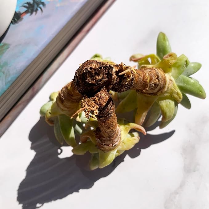 Dudleya Gnoma S.W.McCabe Rare Live Succulent Plants, 5-7 Heads 3.5" Bare Root Without Pot & Soil, Garden Indoor Office Desk Baby Shower Decoration, Friend Plant Lovers Gifts