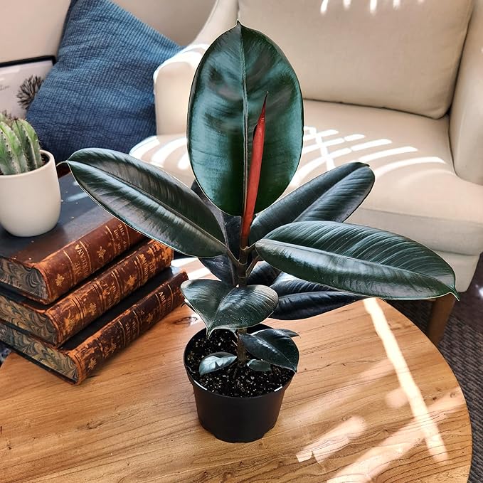 Burgundy Ficus Live Tree (Approx. 16" Tall) in 6 Inch Pot, Air Purifying Rubber Plant Decor, Easy Houseplants for Beginners by Plants for Pets