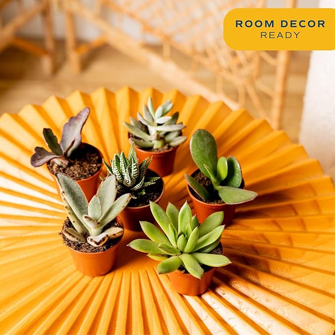 Costa Farms Mini Succulent Live Plants in Plastic Pots, Easy to Maintain Indoor Succulents, Houseplants for Home, Room, or Office Decor, House Warming or Birthday Gift, 2-3.5 Inches Tall, Pack of 6