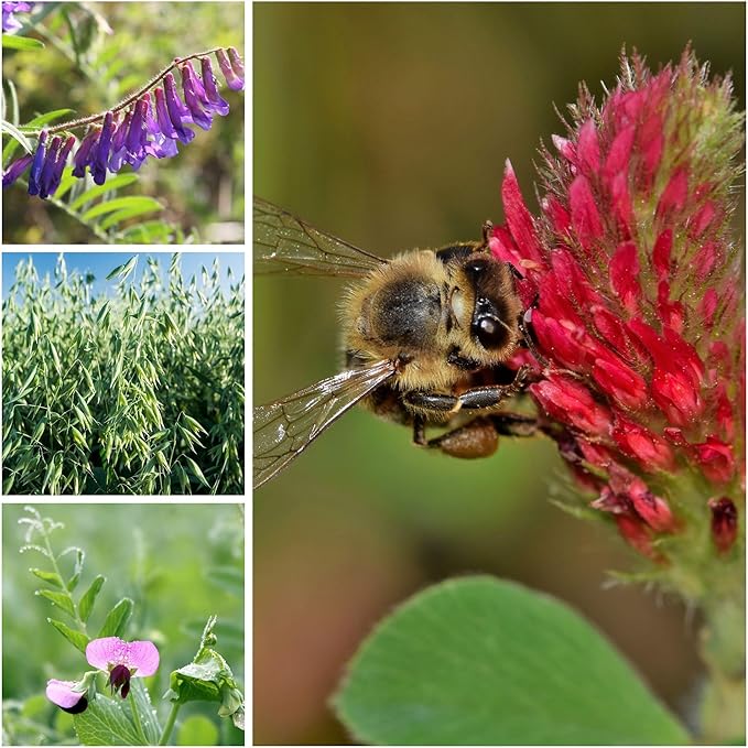 Cover Crop Seed Mix Organic - Pollinator & Bee Friendly Cover Crop Mix - 1 lb ~6,800 Seeds - Clover Cover Crop Blend - Includes Hairy Vetch Cover Crop Seeds, Crimson Clover, Peas, & Oats