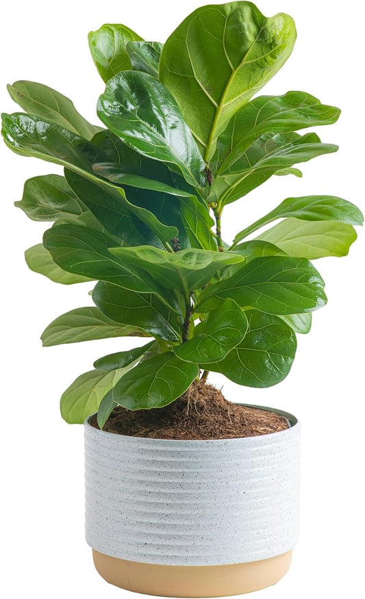 Costa Farms Little Fiddle Leaf Fig, Live Indoor Ficus Lyrata Plant in Indoors Garden Plant Pot, Houseplant in Potting Soil, Housewarming, Birthday Gift, Office, Home, and Room Decor, 1 Foot Tall