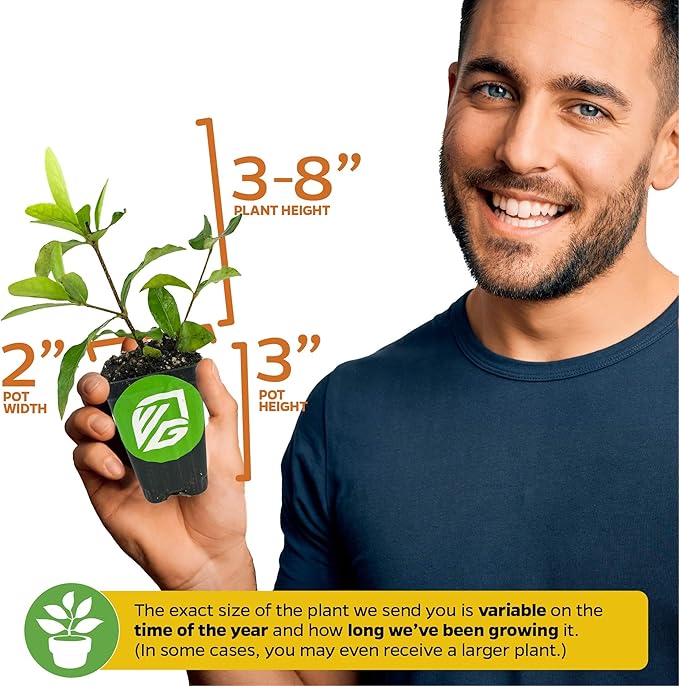 Yellow Jamaican Cherry Tree - Muntingia calabura by Wellspring Gardens - Vibrant, Hardy, Ornamental, Sustainable, Easy-Care, Sweet-Fruited, Edible-Cherry, Backyard-Beauty - Starter Plant