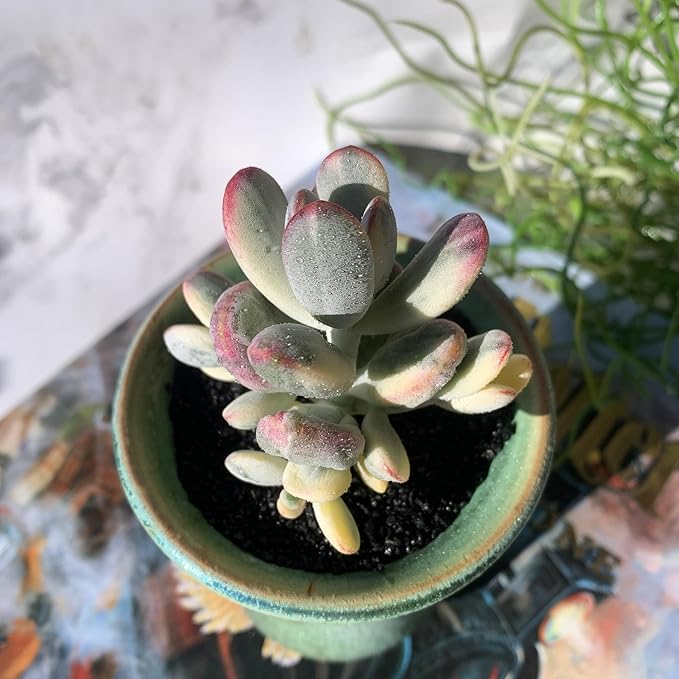 Cotyledon Orbiculata cv. Variegated Rare Live Succulent Plants, 2.5" Bare Root Without Pot & Soil, Garden Indoor Office Desk Baby Shower Decoration, Friend Plant Lovers Gifts
