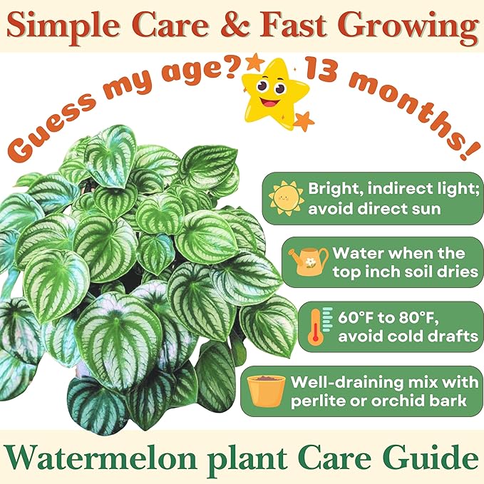 Dr. Lu’s Organic Watermelon Peperomia | Rare Peperomia Live Plant | Rooted Cute Watermelon Plant for Air Purifying | Easy Grow Peperomia Argyreia in 4'' Nursery Pot