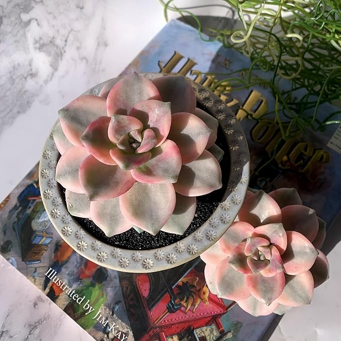Graptopetalum Snow White Rare Live Succulent Plants, Variegated 2.5" Bare Root Without Pot & Soil, Garden Indoor Office Desk Baby Shower Decoration, Friend Plant Lovers Gifts