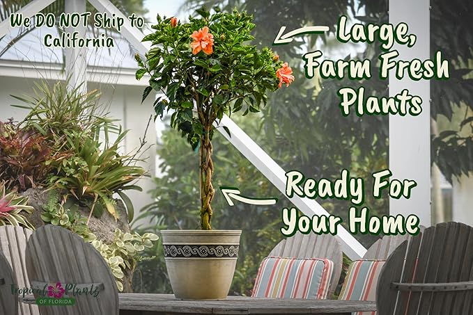 Braided Live Hibiscus Tree - Double Peach Flower - Tropical Plants of Florida - Overall Height 38" to 44" (Plant Only)