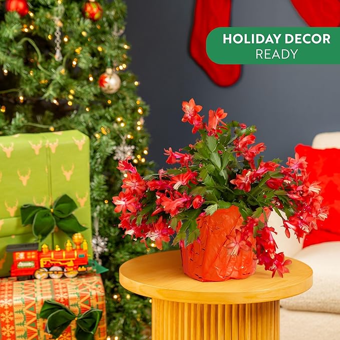 Costa Farms Christmas Cactus Live Plant in Holiday Gift Wrap Pot, Easy to Maintain Flowering Indoor Houseplant, Holidays Room Decor, Seasonal Christmas Gift, 8-10 Inches Tall