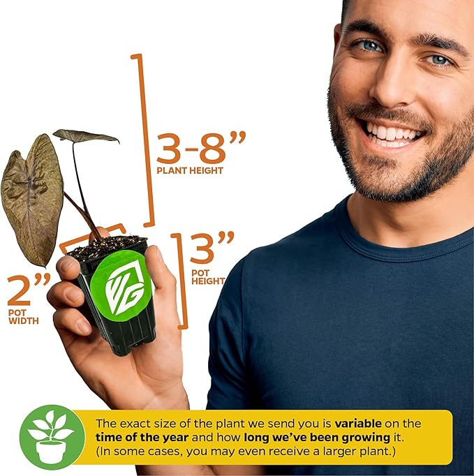 Black Magic Elephant Ear Live Plant - Colocasia esculenta by Wellspring Gardens - Ideal for Gardens & Containers - Great for Indoor Houseplants, Outdoor Landscaping & Garden Planting - Starter Plant