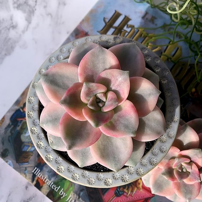 Graptopetalum Snow White Rare Live Succulent Plants, Variegated 2.5" Bare Root Without Pot & Soil, Garden Indoor Office Desk Baby Shower Decoration, Friend Plant Lovers Gifts