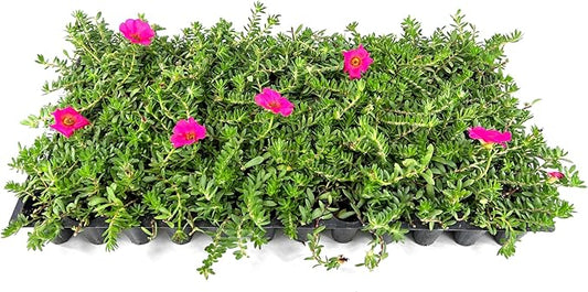 Purslane Hot Pink Plants | 3 Live Seedlings | Portulaca grandiflora | Bright Pink Succulent Flowers | Spreading Ground Cover for Sunny Spaces