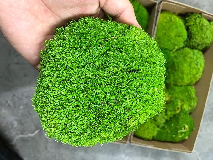 Preserved Pole Moss Pillow Bun Cushion Natural Green Decorative Real Natural Green DIY Kit Terrariu7r Table Decor Wedding (10.5 sq.ft., Green-B)