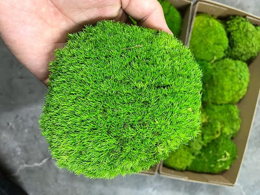 Preserved Pole Moss Pillow Bun Cushion Natural Green Decorative Real Natural Green DIY Kit Terrariu7r Table Decor Wedding (10.5 sq.ft., Green-B)
