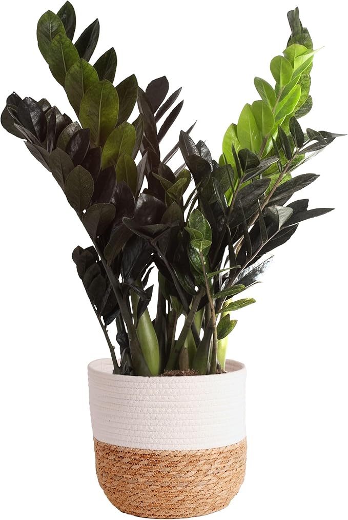Costa Farms Raven ZZ Plant, Easy Care Indoor Houseplant, Potted in Decorative Plant Pot with Soil, Room Decor for Tabletop, Shelf, or Office Desk, Trending Tropicals Collection, 22-Inches Tall