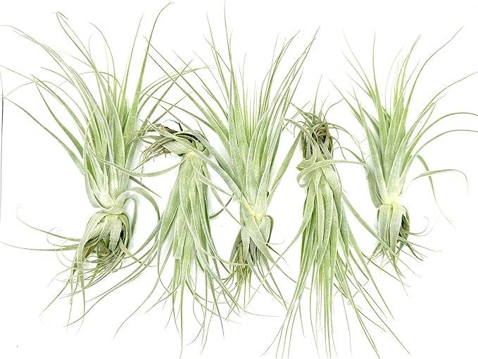 Live Air Plant - Tillandsia Gardneri 5-7” - 5ct - ragnaroc Rare Collectors Indoor Tropical Plant - Live Arrival Guaranteed - House Plants for Home Decor & Gift